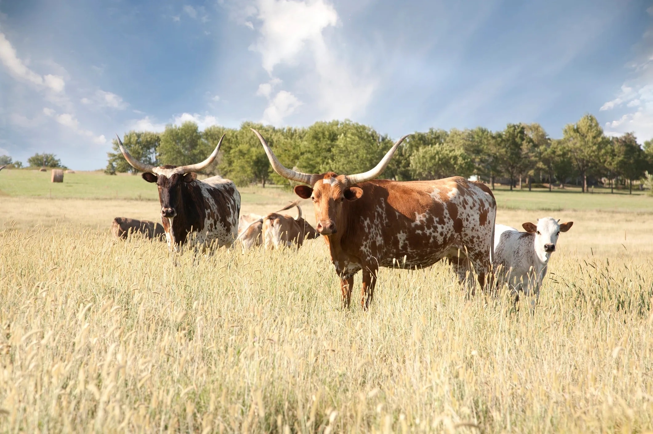 Farm & Ranch Insurance
